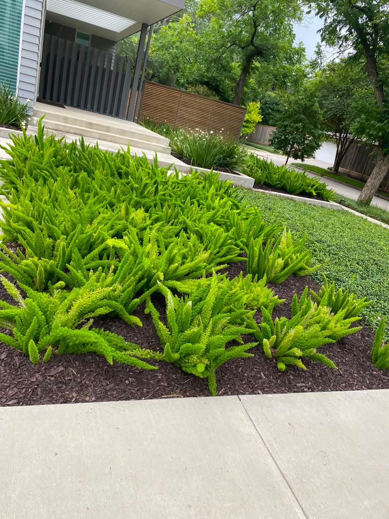 Tree planting project completed at a residential property